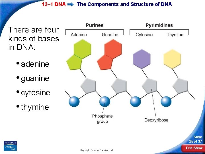 12– 1 DNA The Components and Structure of DNA There are four kinds of