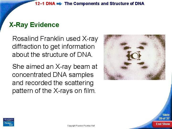 12– 1 DNA The Components and Structure of DNA X-Ray Evidence Rosalind Franklin used