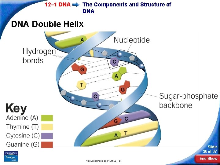 12– 1 DNA The Components and Structure of DNA Double Helix Slide 30 of