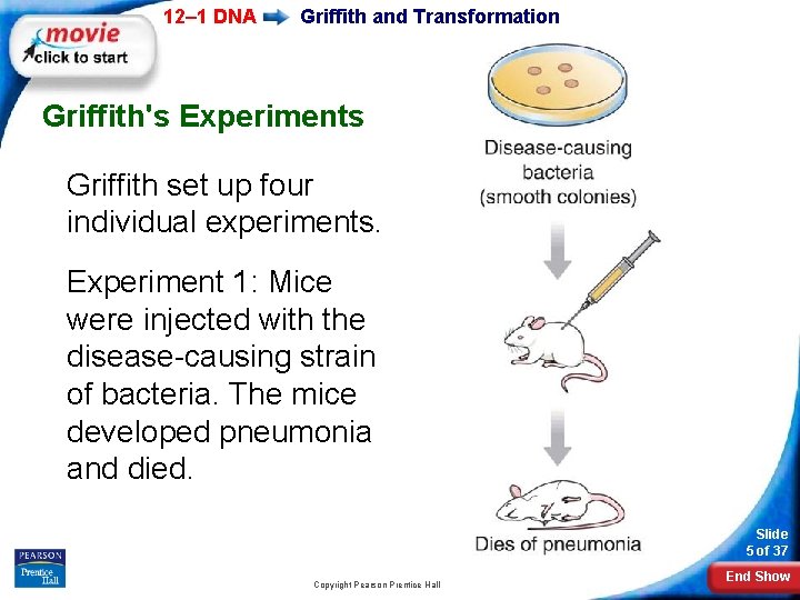 12– 1 DNA Griffith and Transformation Griffith's Experiments Griffith set up four individual experiments.