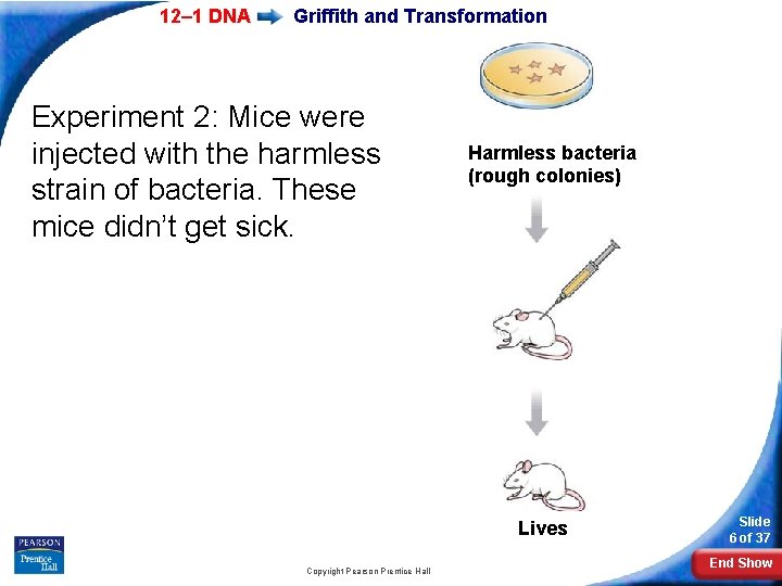 12– 1 DNA Griffith and Transformation Experiment 2: Mice were injected with the harmless