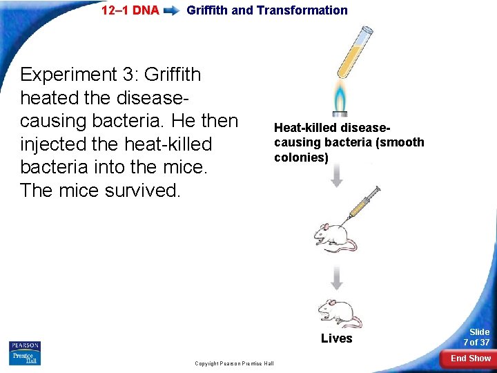 12– 1 DNA Griffith and Transformation Experiment 3: Griffith heated the diseasecausing bacteria. He
