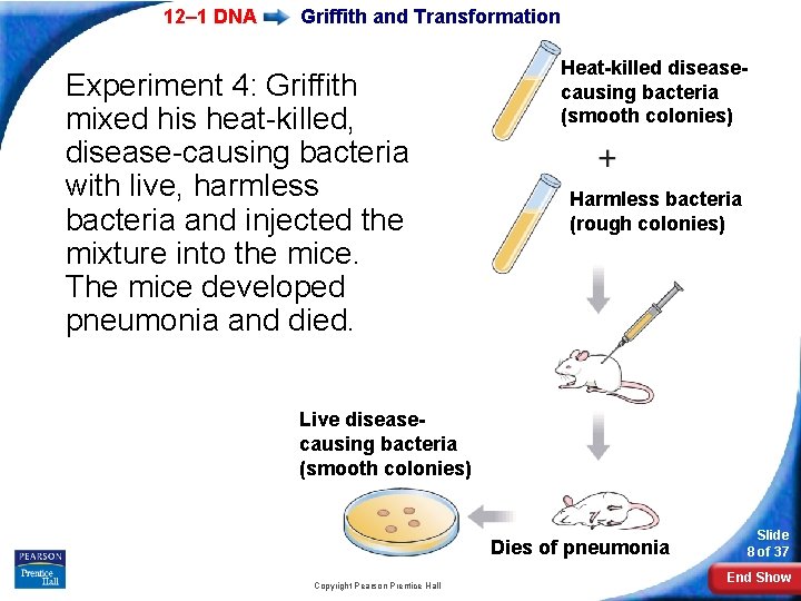 12– 1 DNA Griffith and Transformation Experiment 4: Griffith mixed his heat-killed, disease-causing bacteria