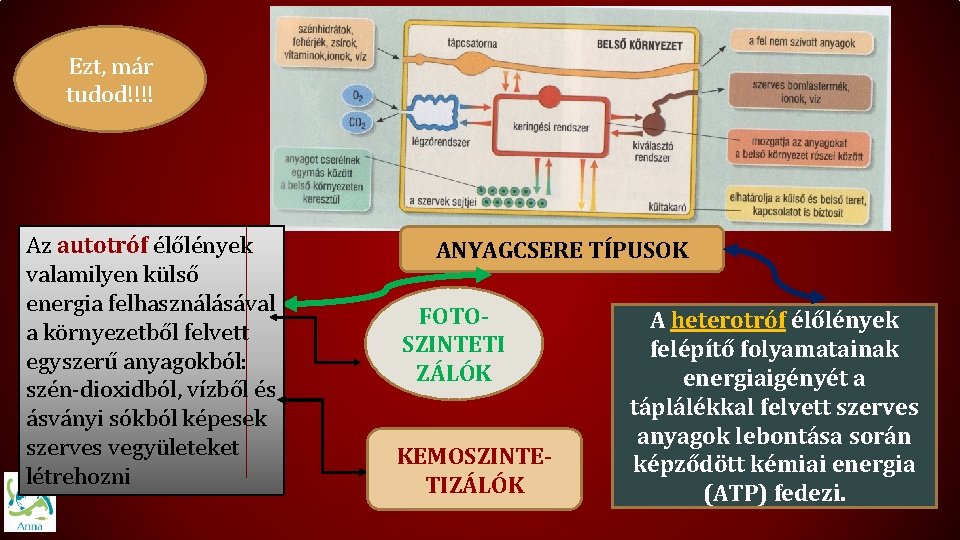 Ezt, már tudod!!!! Az autotróf élőlények valamilyen külső energia felhasználásával a környezetből felvett egyszerű