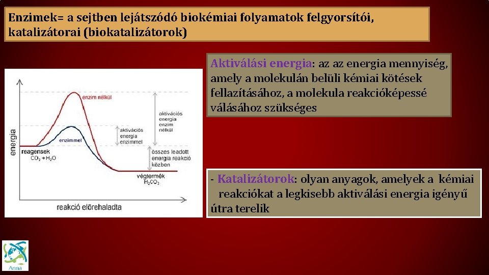 Enzimek= a sejtben lejátszódó biokémiai folyamatok felgyorsítói, katalizátorai (biokatalizátorok) Aktiválási energia: az az energia