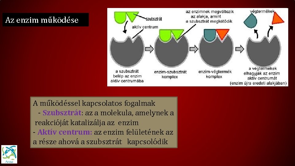 Az enzim működése A működéssel kapcsolatos fogalmak - Szubsztrát: az a molekula, amelynek a