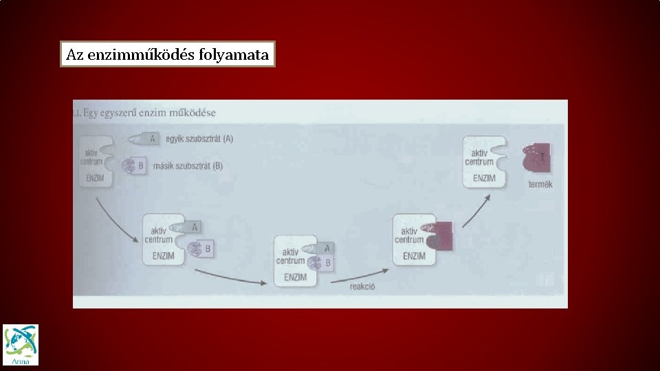 Az enzimműködés folyamata 