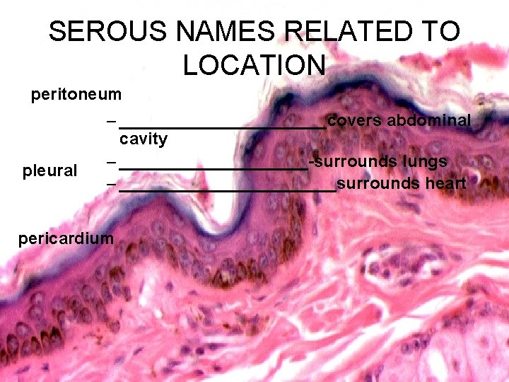 SEROUS NAMES RELATED TO LOCATION peritoneum pleural – ___________covers abdominal cavity – __________-surrounds lungs