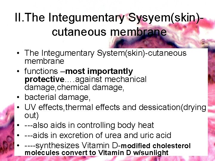 II. The Integumentary Sysyem(skin)cutaneous membrane • The Integumentary System(skin)-cutaneous membrane • functions –most importantly