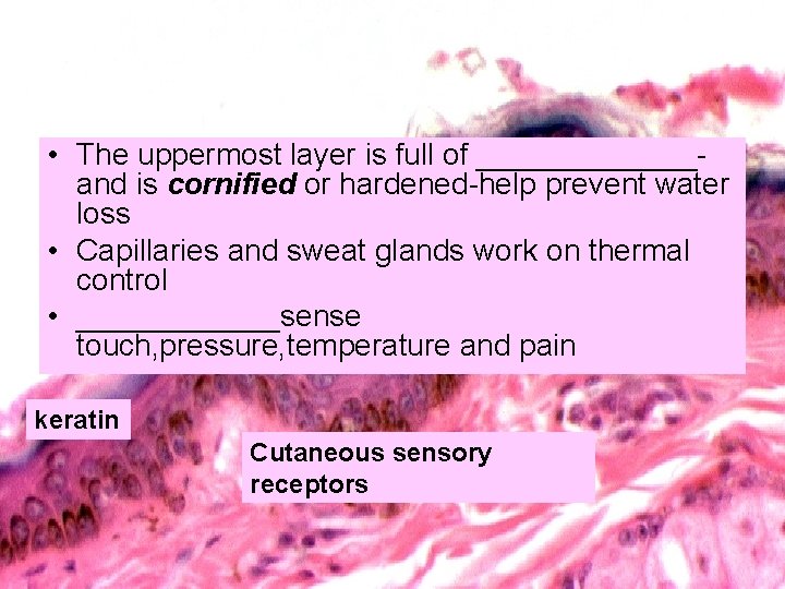  • The uppermost layer is full of _______and is cornified or hardened-help prevent