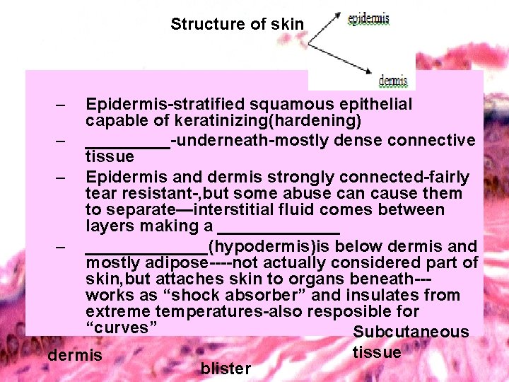 Structure of skin – Epidermis-stratified squamous epithelial capable of keratinizing(hardening) – _____-underneath-mostly dense connective