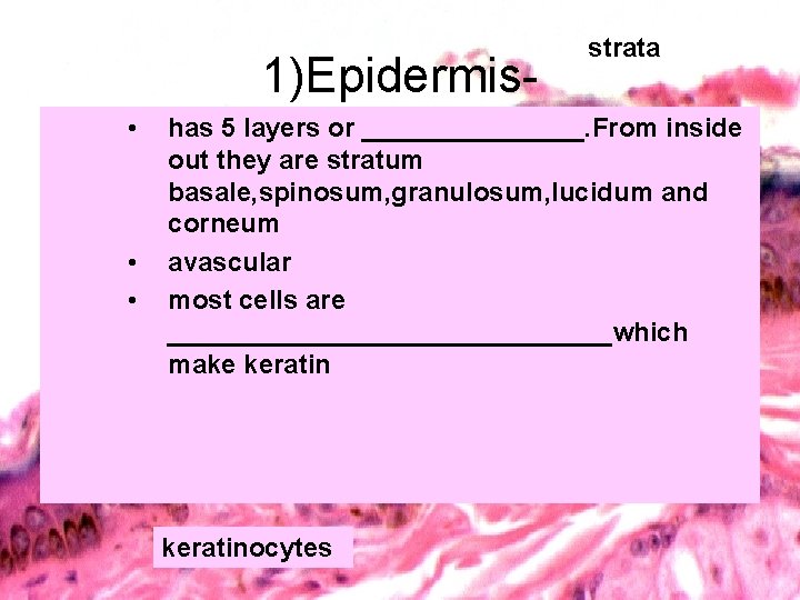1)Epidermis • • • strata has 5 layers or ________. From inside out they
