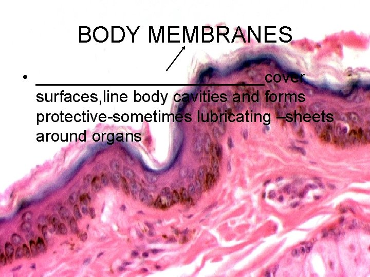 BODY MEMBRANES • _____________cover surfaces, line body cavities and forms protective-sometimes lubricating –sheets around