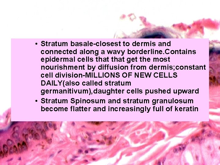  • Stratum basale-closest to dermis and connected along a wavy borderline. Contains epidermal