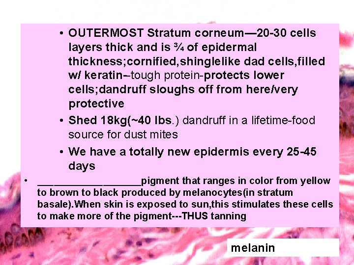  • OUTERMOST Stratum corneum— 20 -30 cells layers thick and is ¾ of