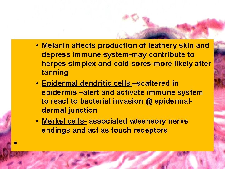  • Melanin affects production of leathery skin and depress immune system-may contribute to