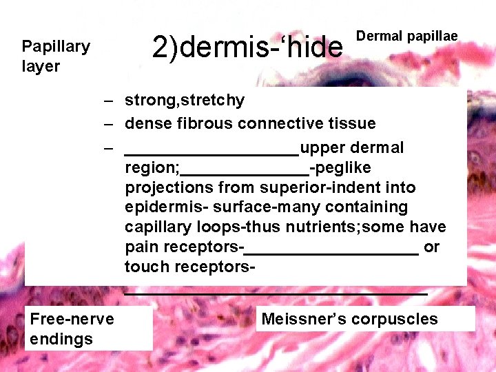 2)dermis-‘hide Papillary layer Dermal papillae – strong, stretchy – dense fibrous connective tissue –