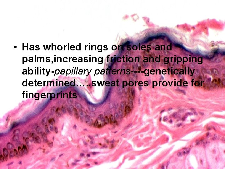  • Has whorled rings on soles and palms, increasing friction and gripping ability-papillary