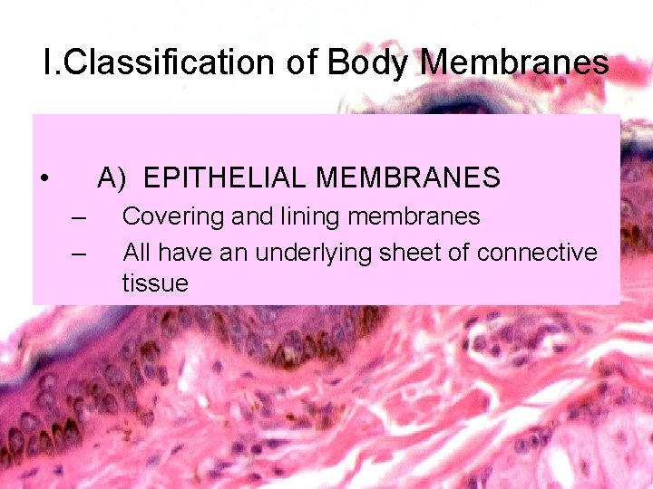 I. Classification of Body Membranes • A) EPITHELIAL MEMBRANES – – Covering and lining