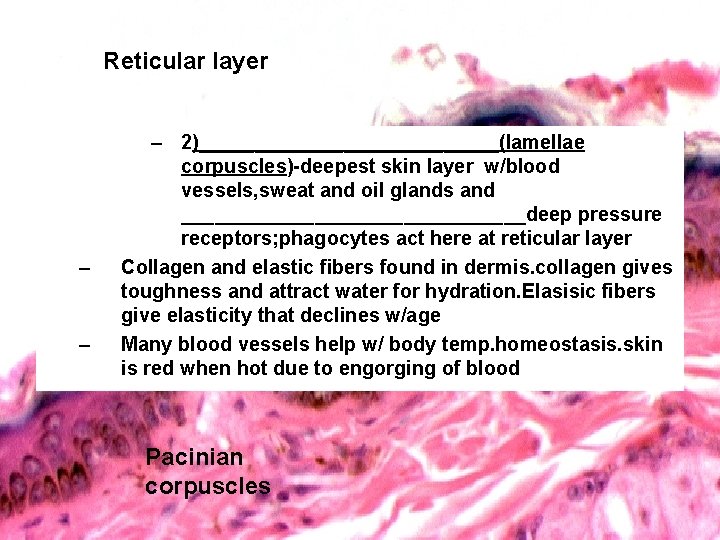 Reticular layer – – – 2)______________(lamellae corpuscles)-deepest skin layer w/blood vessels, sweat and oil