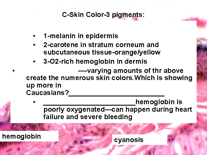 C-Skin Color-3 pigments: • • • 1 -melanin in epidermis 2 -carotene in stratum