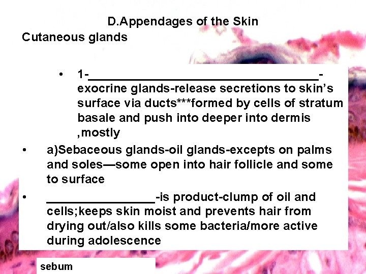 D. Appendages of the Skin Cutaneous glands • • • 1 -_________________exocrine glands-release secretions