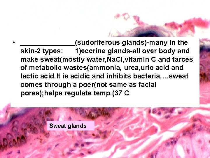  • _______(sudoriferous glands)-many in the skin-2 types: 1)eccrine glands-all over body and make