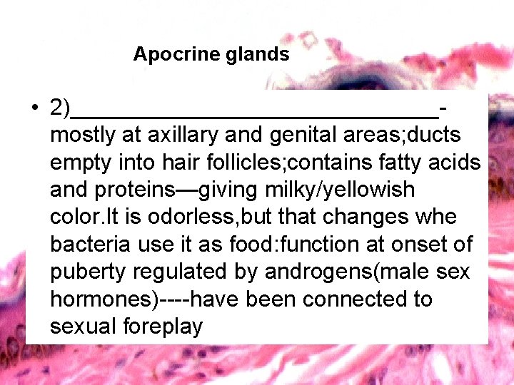 Apocrine glands • 2)_______________mostly at axillary and genital areas; ducts empty into hair follicles;