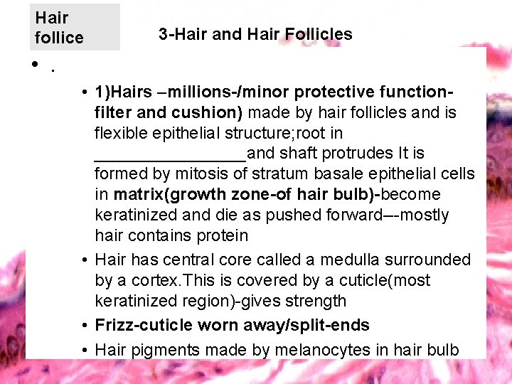Hair follice 3 -Hair and Hair Follicles • . • 1)Hairs –millions-/minor protective functionfilter