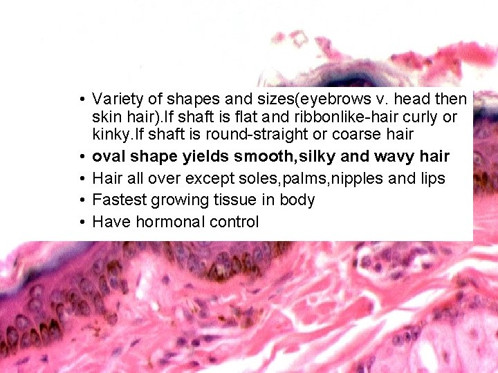  • Variety of shapes and sizes(eyebrows v. head then skin hair). If shaft