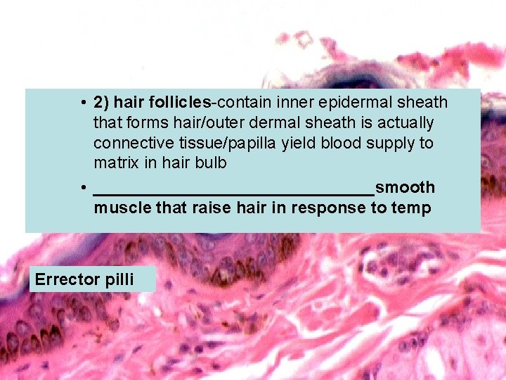  • 2) hair follicles-contain inner epidermal sheath that forms hair/outer dermal sheath is