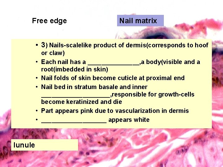 Free edge Nail matrix • 3) Nails-scalelike product of dermis(corresponds to hoof • •