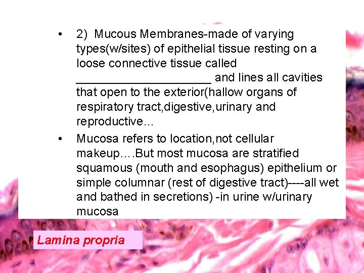  • • 2) Mucous Membranes-made of varying types(w/sites) of epithelial tissue resting on