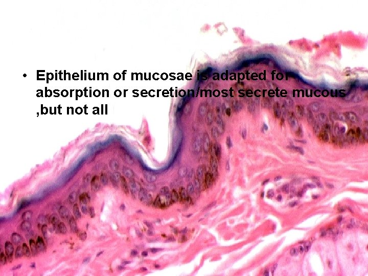  • Epithelium of mucosae is adapted for absorption or secretion/most secrete mucous ,