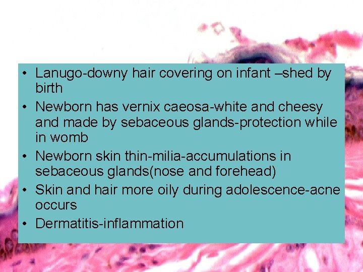  • Lanugo-downy hair covering on infant –shed by birth • Newborn has vernix