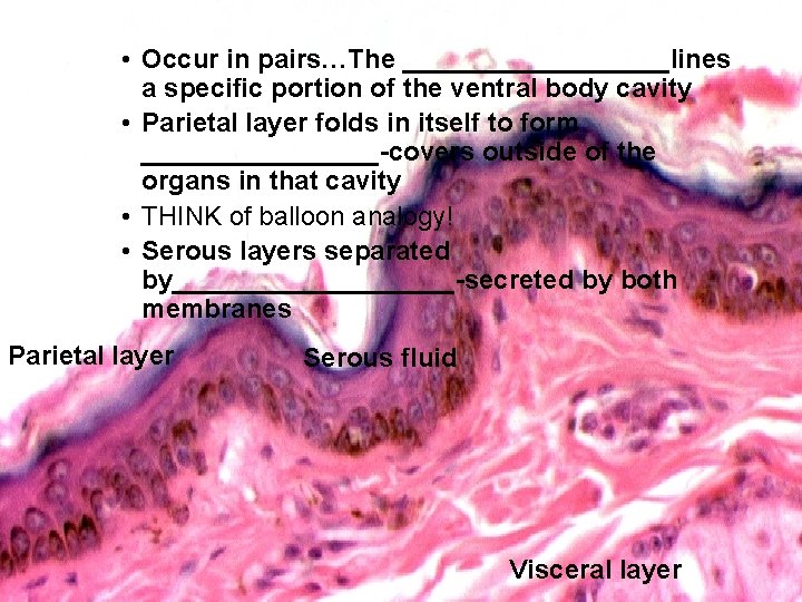  • Occur in pairs…The _________lines a specific portion of the ventral body cavity