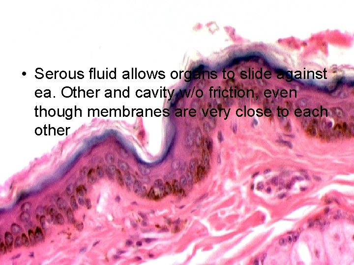  • Serous fluid allows organs to slide against ea. Other and cavity w/o
