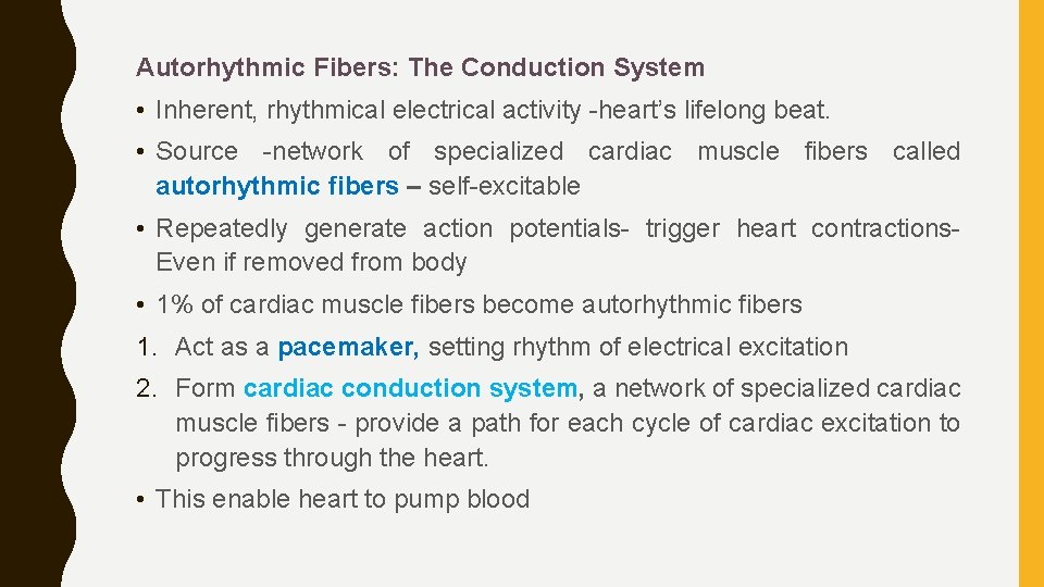 Autorhythmic Fibers: The Conduction System • Inherent, rhythmical electrical activity -heart’s lifelong beat. •