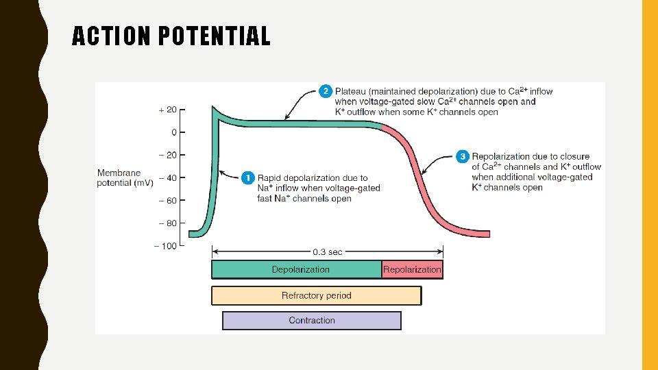 ACTION POTENTIAL 