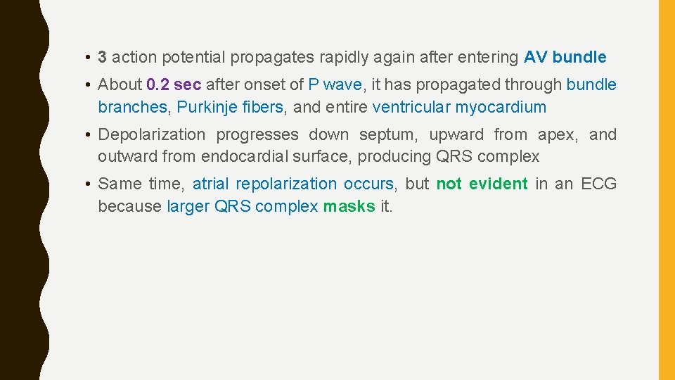  • 3 action potential propagates rapidly again after entering AV bundle • About