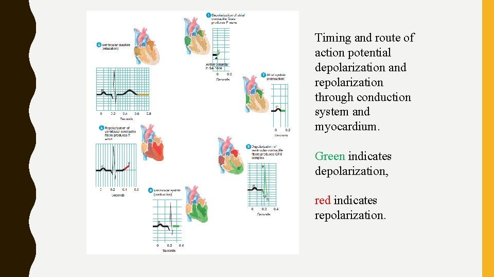 Timing and route of action potential depolarization and repolarization through conduction system and myocardium.