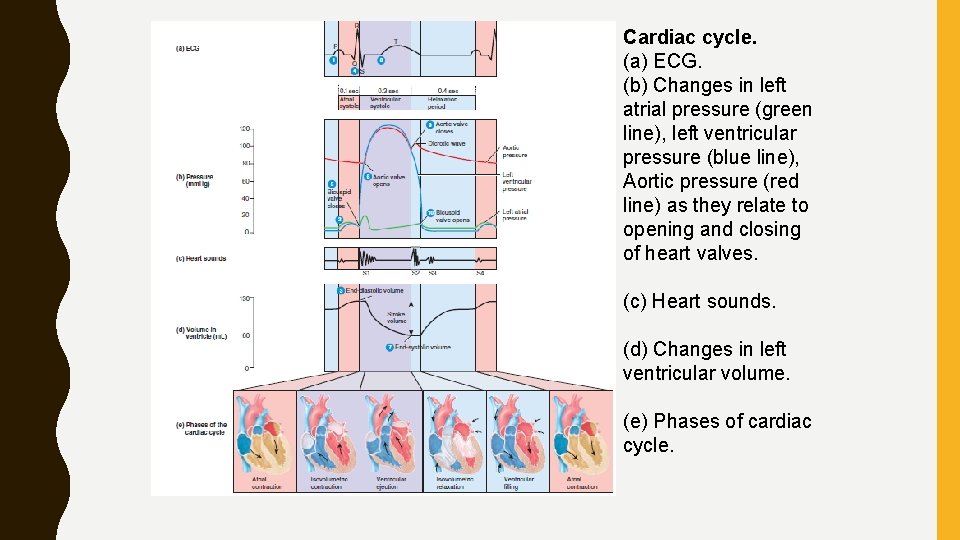 Cardiac cycle. (a) ECG. (b) Changes in left atrial pressure (green line), left ventricular