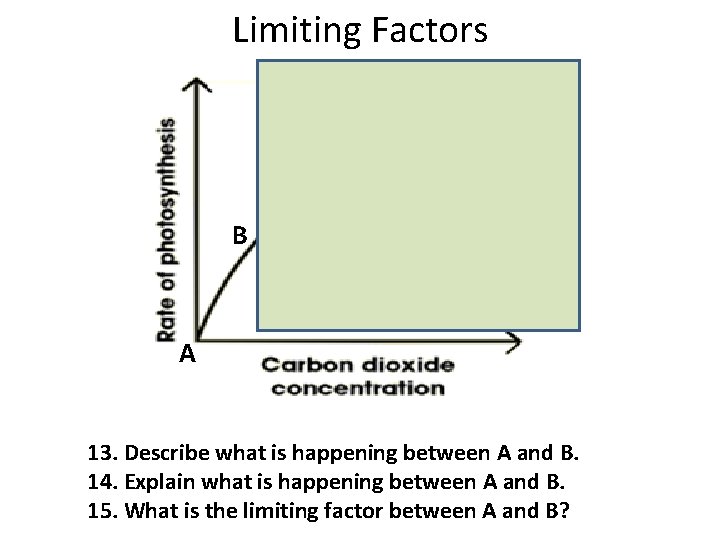 Limiting Factors B A 13. Describe what is happening between A and B. 14.