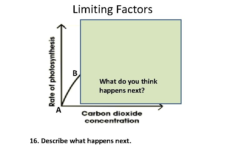 Limiting Factors B What do you think happens next? A 16. Describe what happens