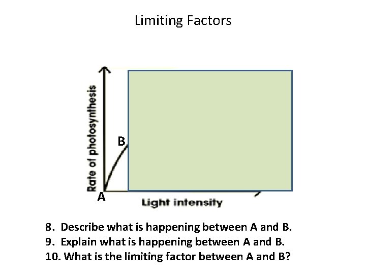 Limiting Factors B A 8. Describe what is happening between A and B. 9.