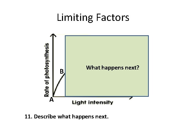 Limiting Factors B What happens next? A 11. Describe what happens next. 