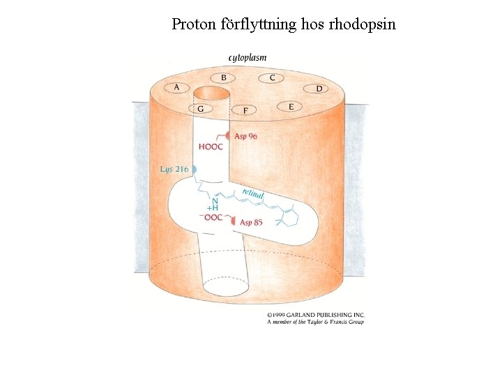 Proton förflyttning hos rhodopsin 