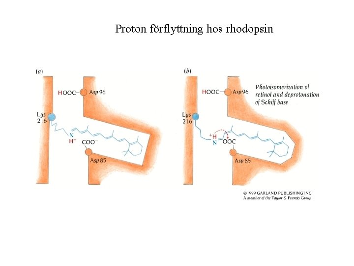 Proton förflyttning hos rhodopsin 