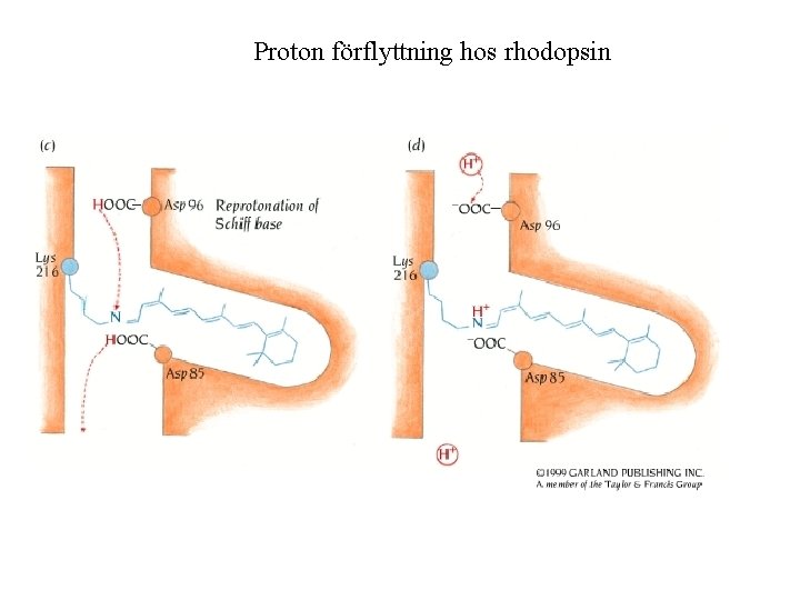 Proton förflyttning hos rhodopsin 