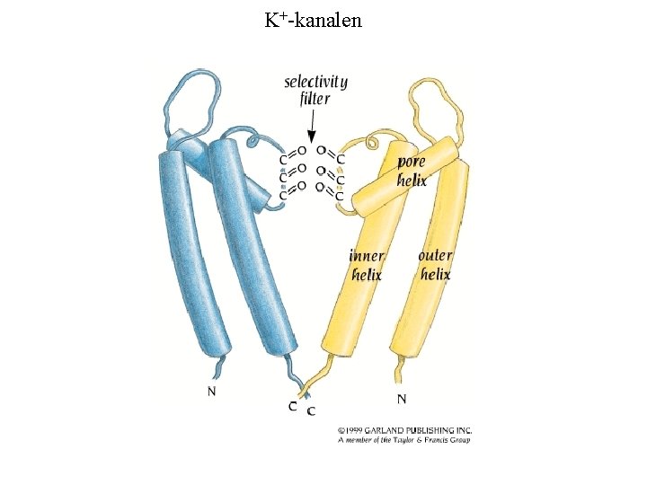 K+-kanalen 